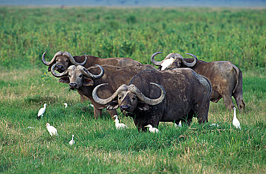 非洲水牛,牧群,牛背鹭,马赛马拉,公园,肯尼亚