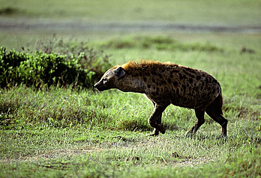 肯尼亚,安伯塞利国家公园,公园,斑点,鬣狗,接近,捕食