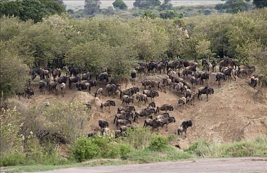 牧群,蓝色,角马,马赛马拉国家公园,肯尼亚