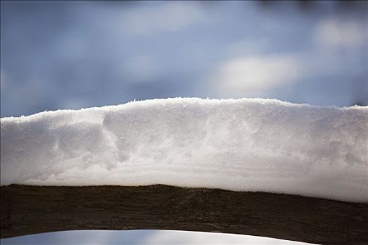 雪,枝头,安大略省,加拿大