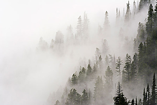 雾林,冰川国家公园,蒙大拿,美国