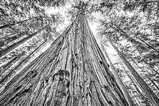 小树林,洪堡红杉州立公园,加利福尼亚