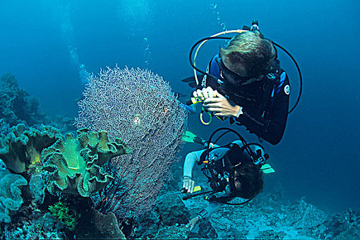 两个,水中呼吸器,潜水,寻找,俾格米人,海马,婆罗洲,马来西亚,印度洋,海洋,亚洲