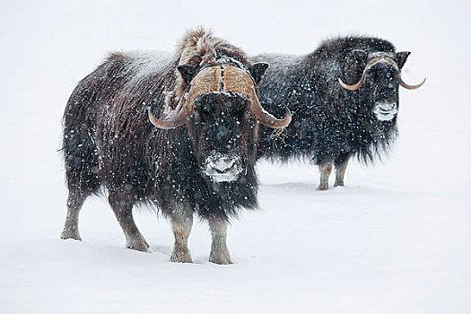一对,麝牛,公牛,阿拉斯加野生动物保护中心,清新,下雪,波蒂奇,阿拉斯加,冬天,俘获