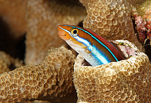 珊瑚,马尔代夫,亚洲
