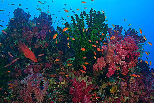 鱼群,金拟花鲈,靠近,软珊瑚,珊瑚,鳕鱼,活力,彩色,健康,珊瑚礁,水,维提岛,斐济,南太平洋