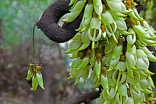 花卉,禾雀花