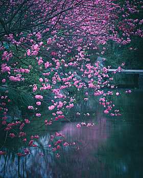 杭州太子湾公园的春色