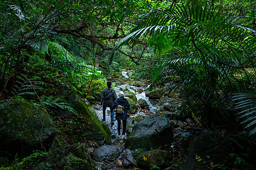 森林步道内爬山健行的游客