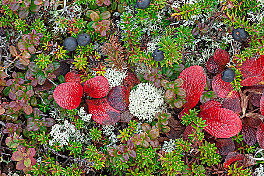 彩色,苔原,植物,靠近,旺湖,德纳里峰国家公园,室内,阿拉斯加,秋天