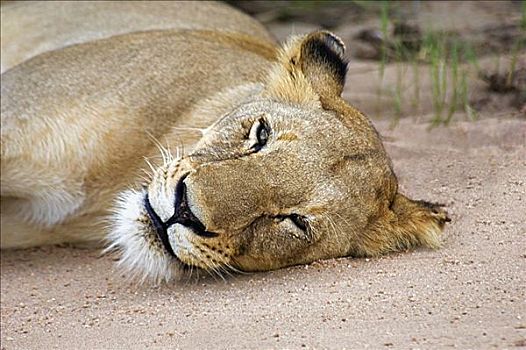 雌狮,狮子,休息,树林,禁猎区,克鲁格国家公园,林波波河,南非