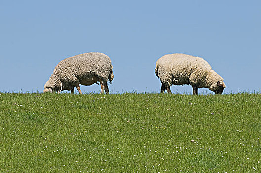 堤岸,绵羊,两个,放牧,东方,下萨克森,德国,欧洲