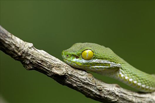 凹,毒蛇,国家公园,泰国