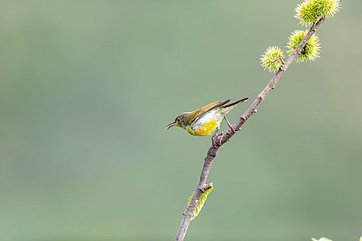 一只雌性蓝喉太阳鸟穿梭于花枝从中寻觅花蜜及昆虫