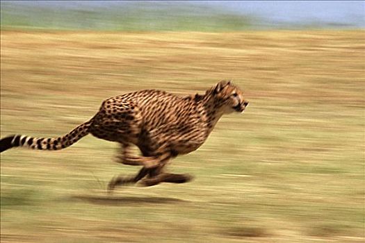 跑,印度豹