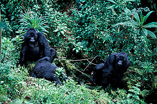非洲,卢旺达,山地大猩猩,大猩猩