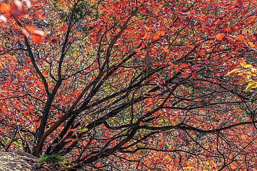 秋天红色的黄栌树林,拍摄于山东省青州市杨集