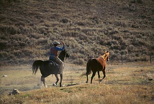 牛仔,骑,马,美国,科罗拉多