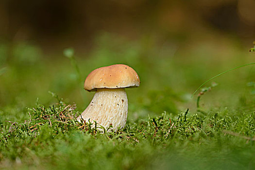 牛肝菌,蘑菇,木头,秋天