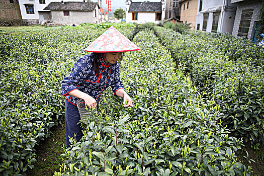 松阳茶场