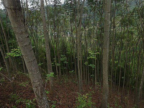 重庆市云阳县外郎乡的农村森林