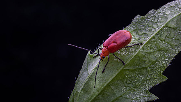 红色甲壳虫
