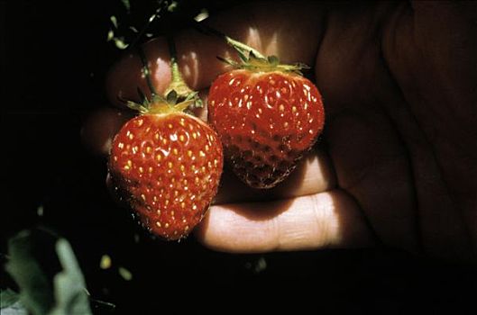 握着,两个,草莓,藤蔓