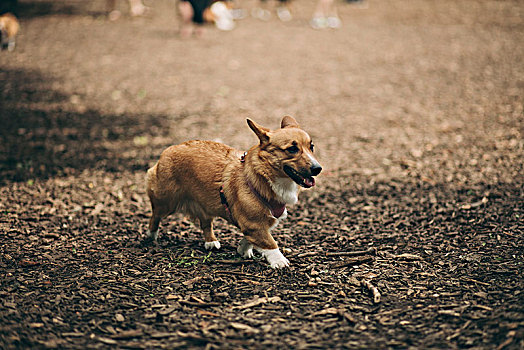 柯基犬,狗,公园