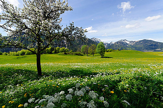 草地,春天,靠近,咖啡,高山,山谷,上巴伐利亚,巴伐利亚,德国,欧洲