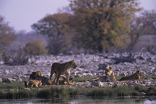 非洲,纳米比亚,埃托沙国家公园,水潭