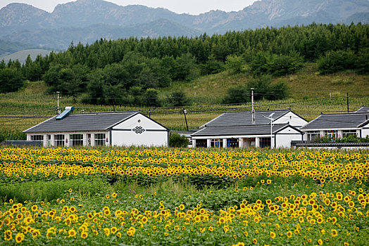 鲜花,掩映,新农村