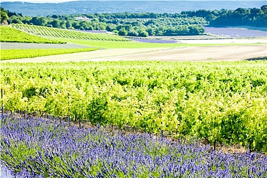 薰衣草种植区,葡萄园,隆河阿尔卑斯山省,法国