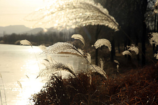 气温骤降至零下6,稻田鸡在冰面上觅食引来摄影师采风
