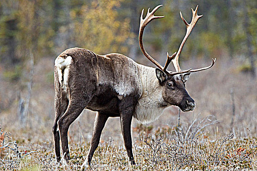 山,树林,北美驯鹿,雄性动物,湖,省立公园,不列颠哥伦比亚省,加拿大