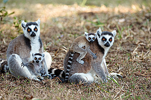节尾狐猴,狐猴,母亲,幼兽,马达加斯加