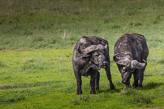 非洲水牛,草地,照片,恩戈罗恩戈罗火山口,坦桑尼亚