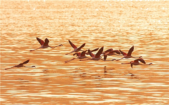 火烈鸟,靠近,湖,肯尼亚