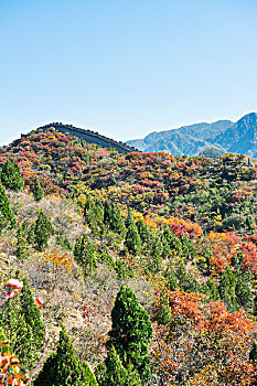 八达岭红叶