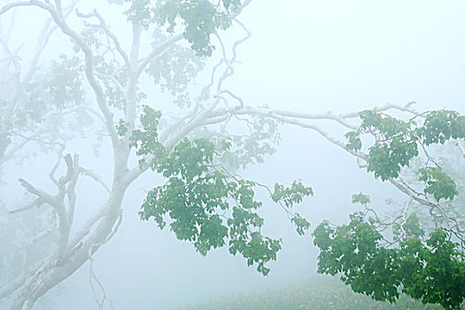 白桦,树,早晨,雾气