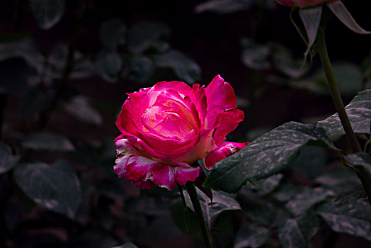 唯美月季花,美轮美奂月季花