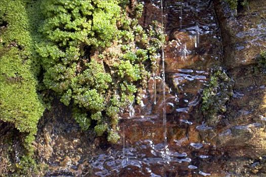 湿,苔藓,峡谷,卡瑞吉尼国家公园,区域,西澳大利亚