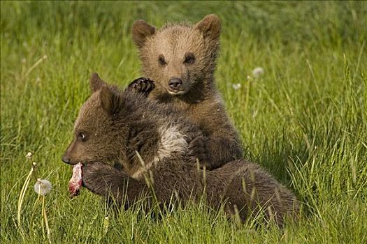 幼兽,吃,棕熊
