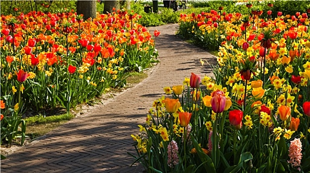 彩色,郁金香,水仙花,春天,花园