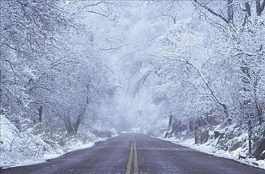 冬天,锡安国家公园,街道,冰,树,雪,寒冷,美国,北美