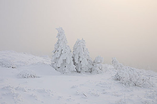 冬季风景,哈尔茨山,布罗肯,地区,萨克森安哈尔特,德国,欧洲