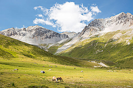 牲畜,放牧,高山,瑞士国家公园,瑞士,欧洲