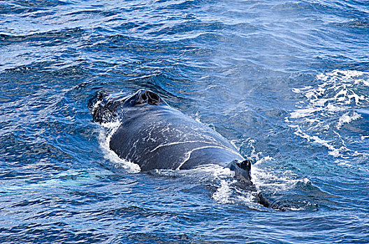 南极半岛,鲸,大翅鲸属,表面,呼吸,水,呼吸孔