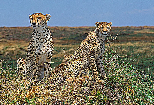 印度豹,猎豹,成年,站立,环顾,肯尼亚