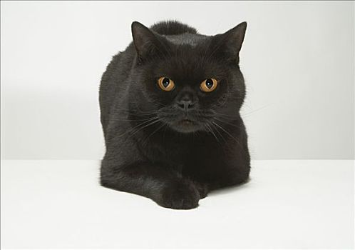 肖像,黑猫