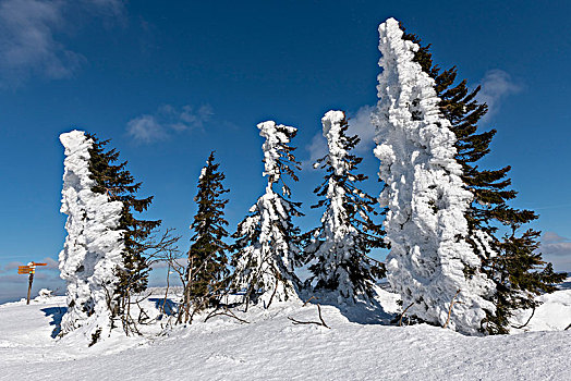 雪,树,上面,巴伐利亚森林国家公园,巴伐利亚,德国,欧洲